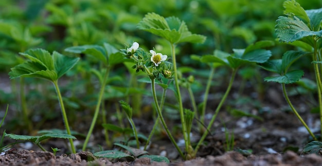 成長している野菜の庭の果物の緑の葉と白い花とイチゴの茂み