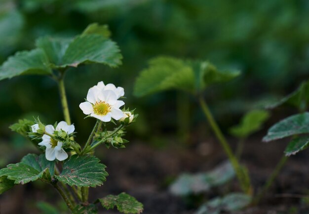 Strawberry bush with green leaves and white flowers in vegetable garden fruit growing