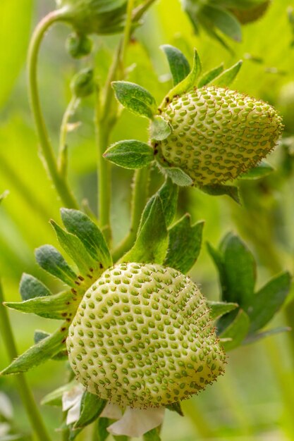 Foto cespuglio di fragole con bacche non mature