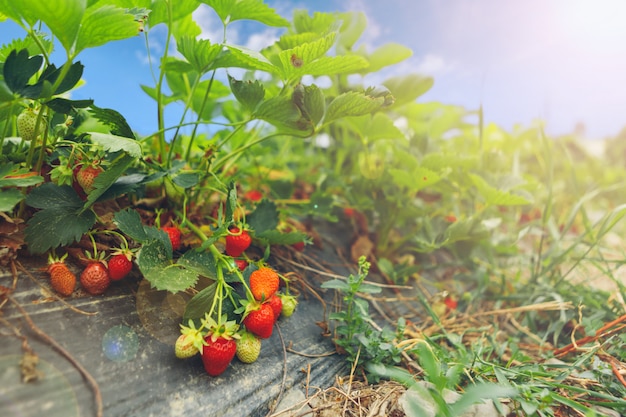 Strawberry bushes on strawberry field in a farm