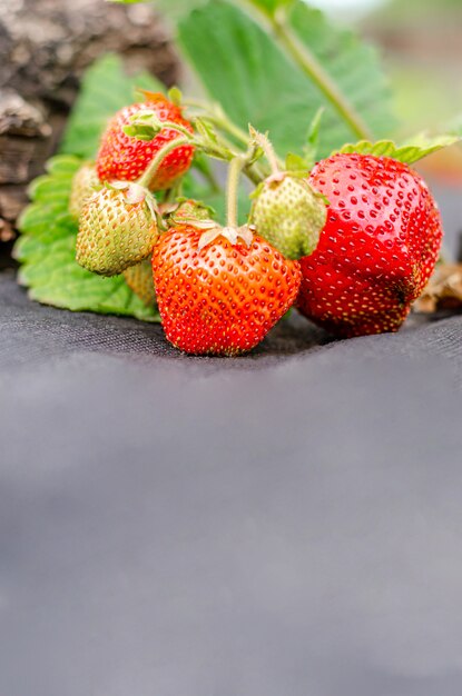 Фото Кусты клубники со спелыми ягодами высажены на агроволокно