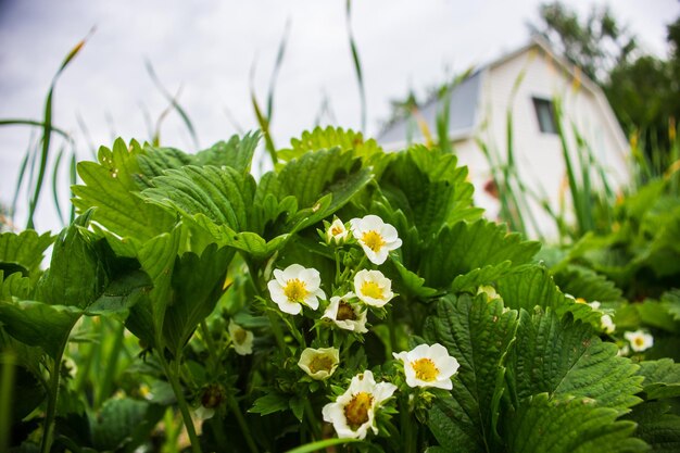 土に植えられたイチゴ作物は太陽の下で熟す 栽培された土地は新芽でクローズアップ 寝床で育つ農業植物 グリーンフード作物