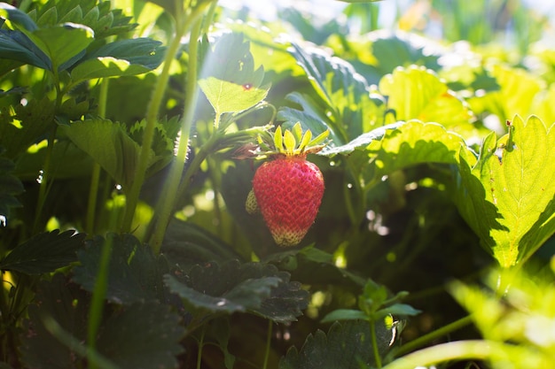 Strawberry crops planted in soil get ripe under sun Cultivated land close up with sprout Agriculture plant growing in bed row Green natural food