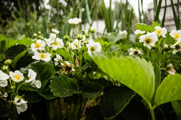 Strawberry crops under the sun Cultivated land closeup with sprout Agricultural plant growing in the garden Green natural food crop