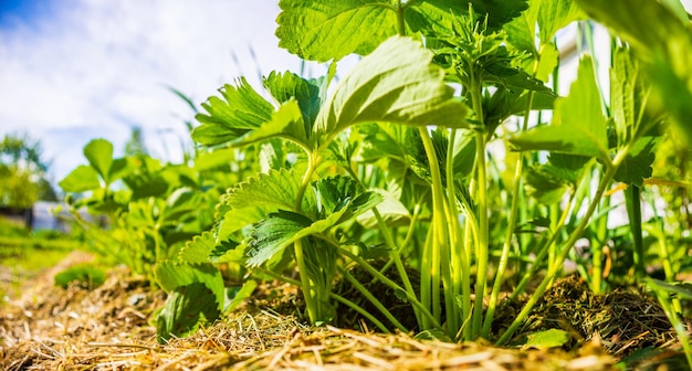 Strawberry crops under the sun Cultivated land closeup with sprout Agricultural plant growing in the garden Green natural food crop