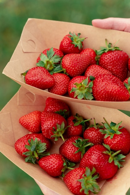 Strawberry in disposable eco plate in woman hands on green wall