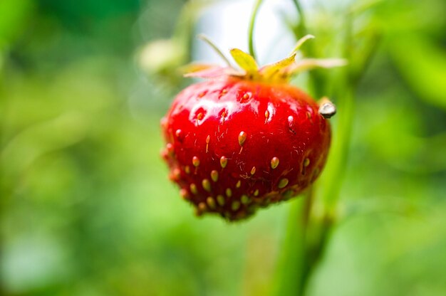 정원의 덤불에 매달려 노출된 딸기 비타민이 많은 과일