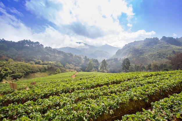 Strawberry farm field with cloudy blue sky 