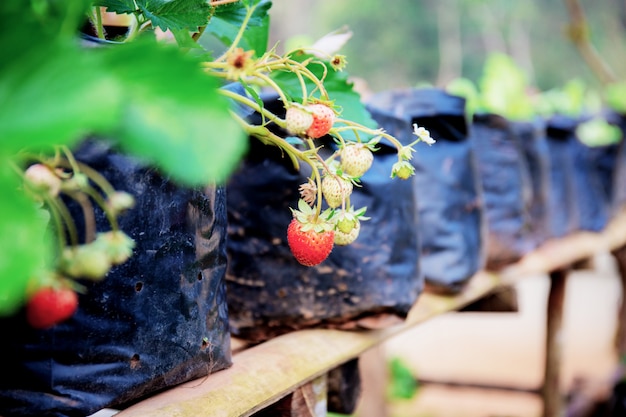 Strawberry in farm of Thailand.