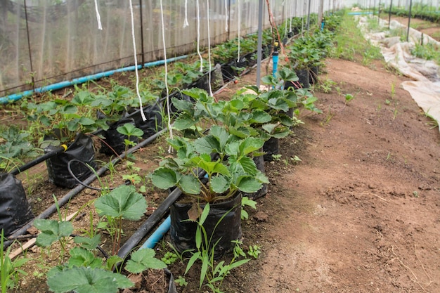 태국 Uthai Thani의 딸기 농장