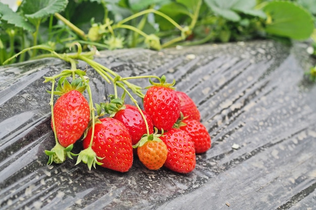 strawberry in farm