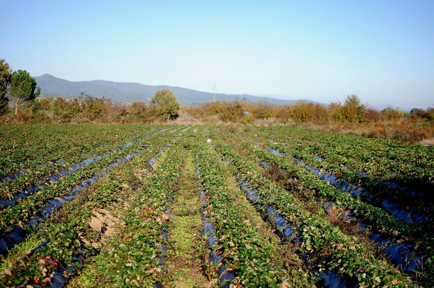 Strawberry field on fruit farm. Fresh strawberry plantation on a sunny day. Strawberry filed.