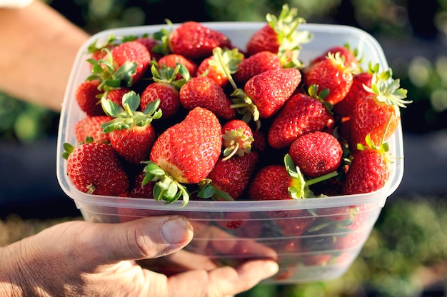 Strawberry field on fruit farm. Fresh strawberry plantation on a sunny day. Strawberry filed.