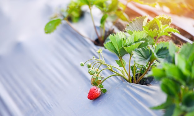 Photo strawberry field with green leaf in the garden - plant tree strawberries growing in farm agriculture