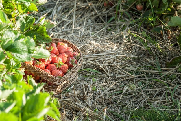 Strawberry field