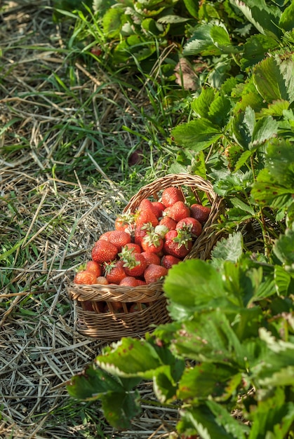 Foto giacimento della fragola