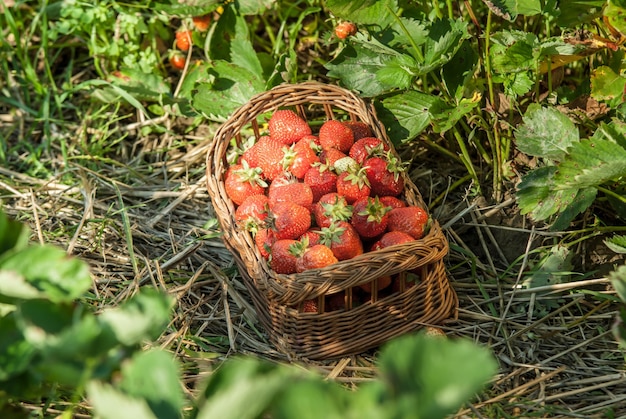 Strawberry field