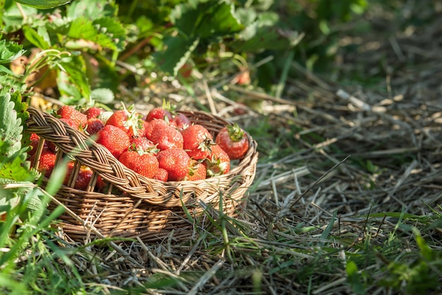 Strawberry field