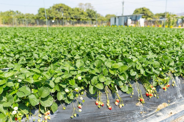 Strawberry field