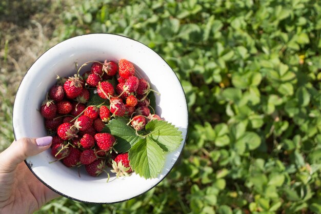 Strawberry The first harvest of early strawberries is harvested in a white bowl Copy space