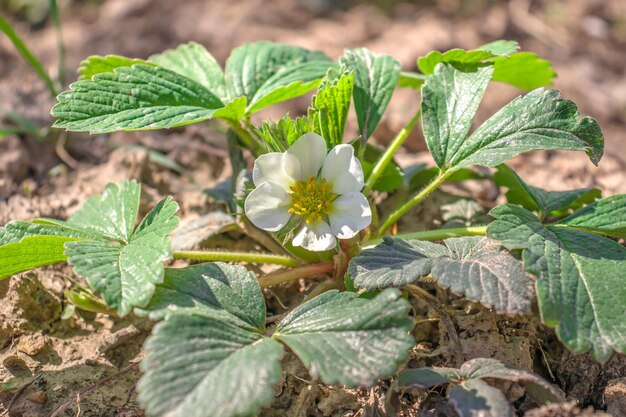 Strawberry flower in the garden in spring