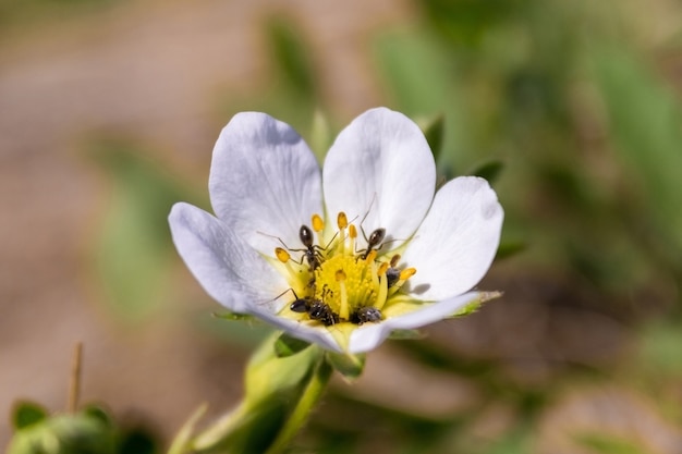 Strawberry flower in a garden with ants.