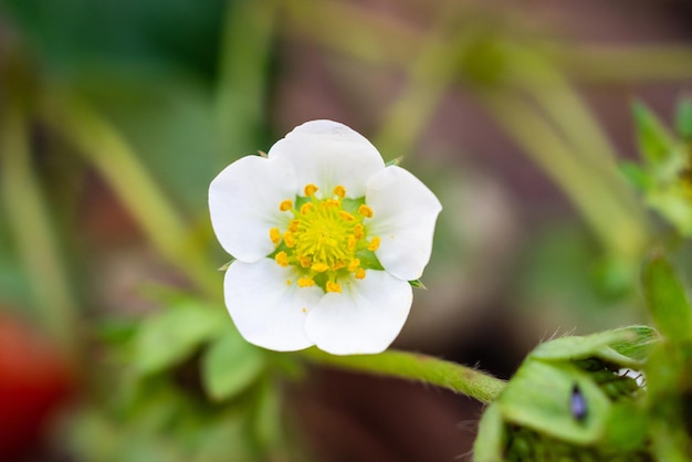 有機農場の庭のイチゴの花