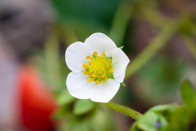 有機農場の庭のイチゴの花