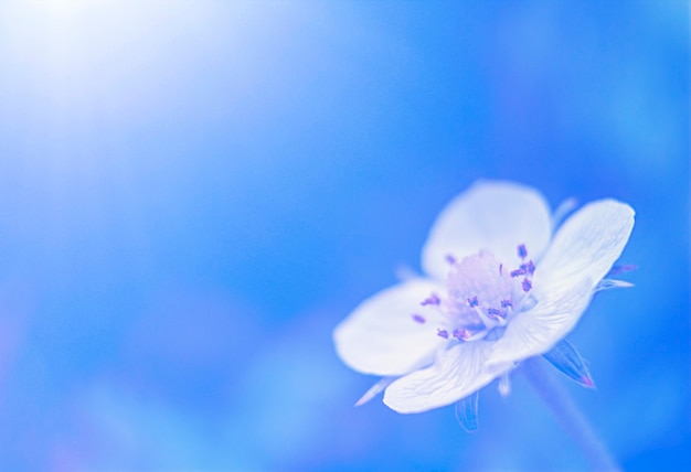 青い背景の上の太陽の下でイチゴの花