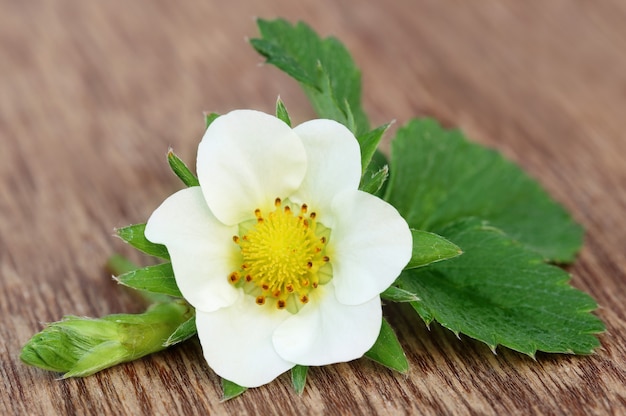 Strawberry flower with leaves on wooden surface