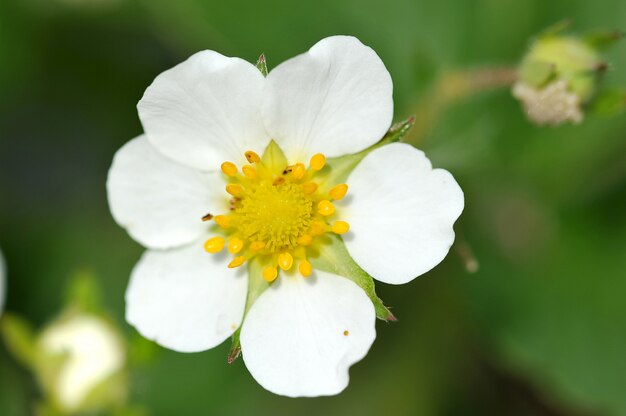 The strawberry flower