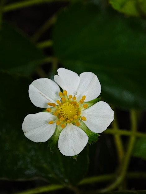 Photo strawberry flower