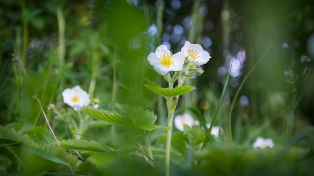 Photo strawberry flowers in the forest in summer