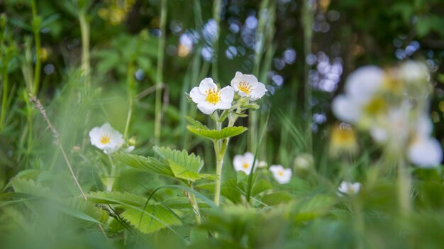 夏の森のイチゴの花