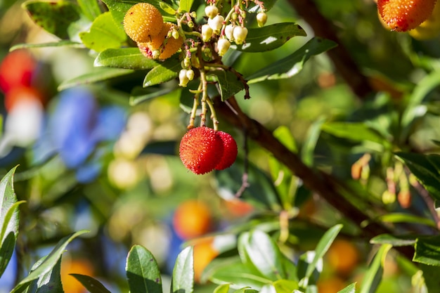 Arbutus unedo의 딸기 과일 또는 Madrono