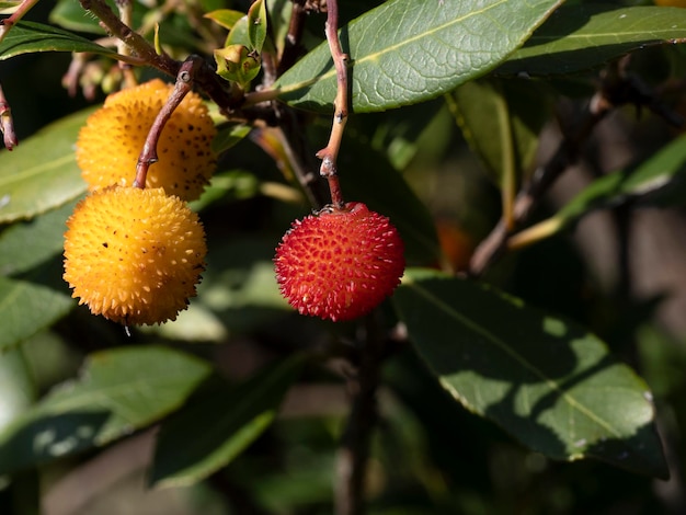 Strawberry fruit tree in Liguria, Italy