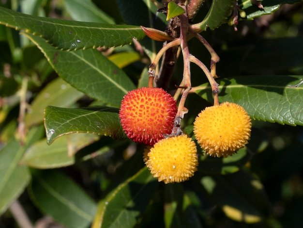 Strawberry fruit tree in Liguria, Italy