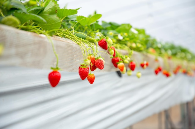 Strawberry in the garden  Photo Stock