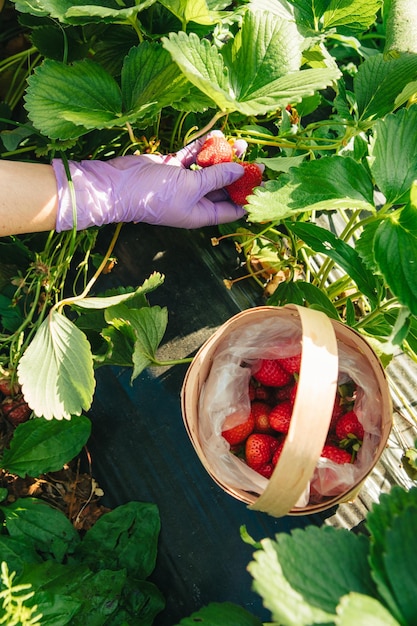 Strawberry gathering at the farm