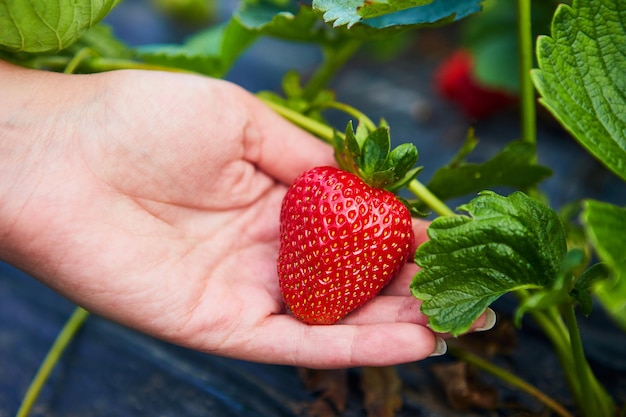 Strawberry growers engineer working in the field with harvest woman holding berries