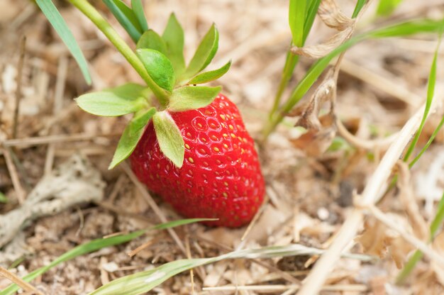 Strawberry grows in the garden.