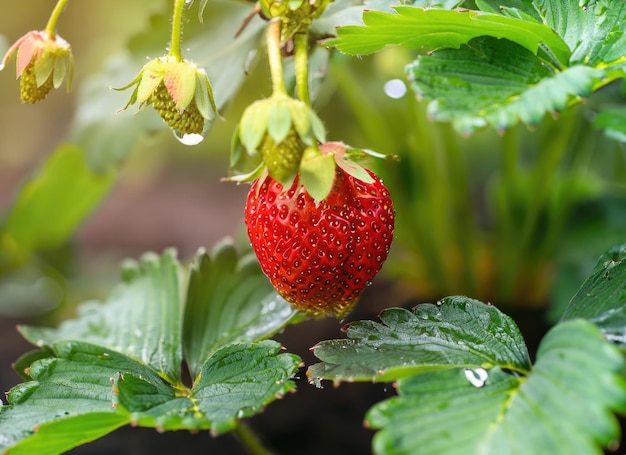 写真 ストロベリーが花園の木の上で育ちます 永遠の太陽のフレイア ぼんやりしたボケ背景 aiが生成します