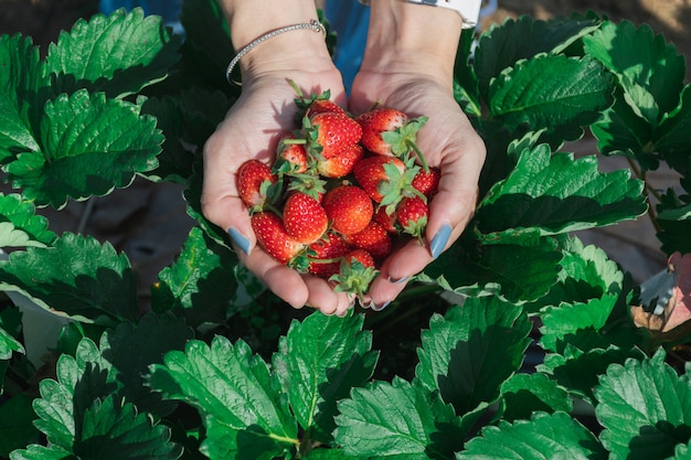 Strawberry in the hand of a fruit farmer.