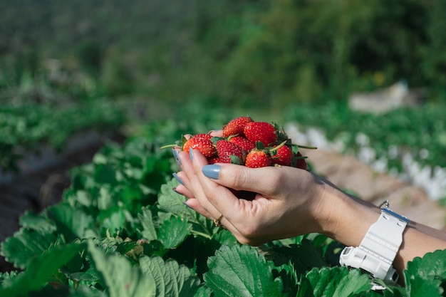 Strawberry in the hand of a fruit farmer.