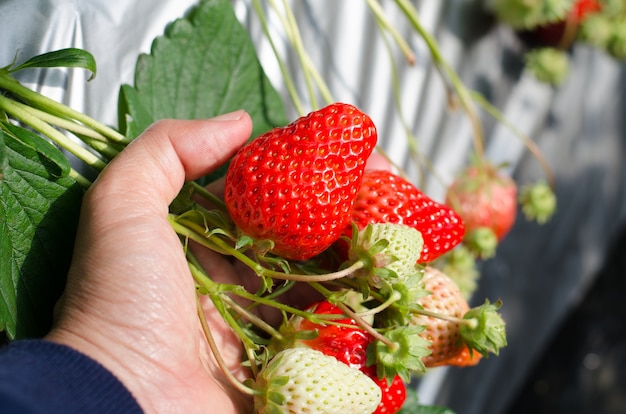 Strawberry on hand growing in agriculture farm