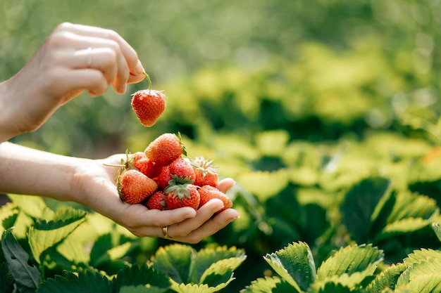 정원에 있는 여성 농부의 손에 있는 딸기 선택적 초점 여름 음식