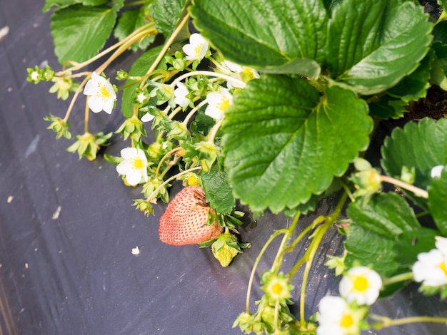 Strawberry hanging farm full of ripe strawberries