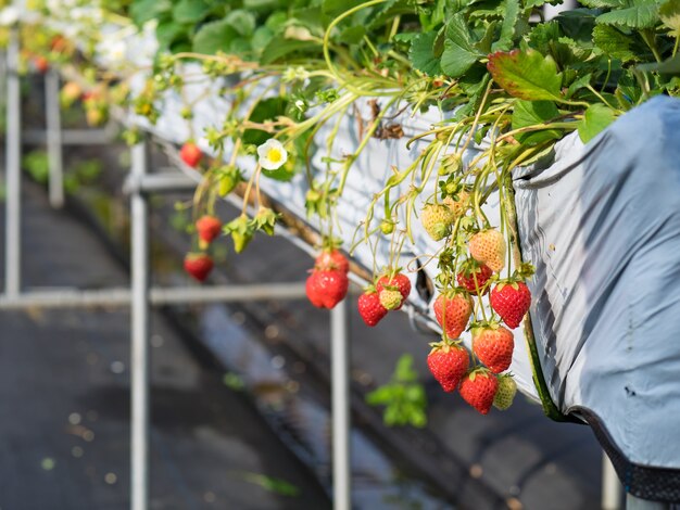 Strawberry hanging farm full of ripe strawberries