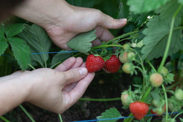 Foto la raccolta delle fragole in giardino