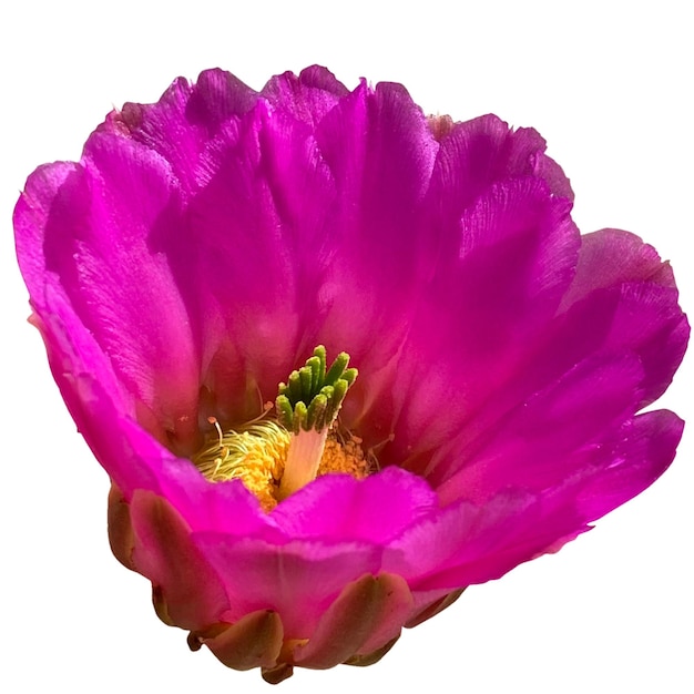 Strawberry hedgehog cactus flower white background